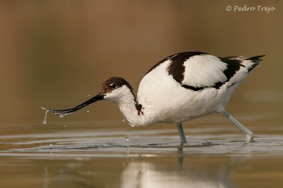 Avoceta (Recurvirostra avosetta)